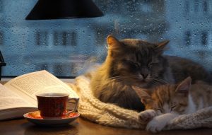 Ce să citești când ajungi acasă. 5 cărți cu pisici