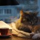 Ce să citești când ajungi acasă. 5 cărți cu pisici